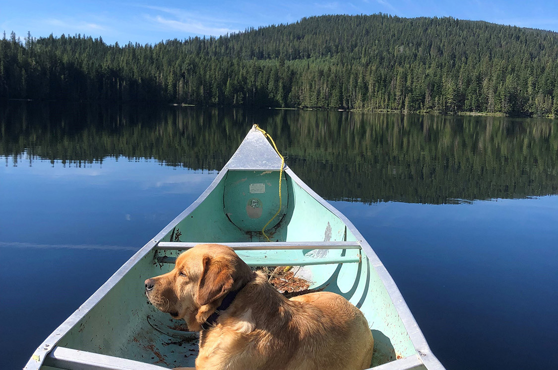 Golden Retriever in Canoe BC Lake Nountains